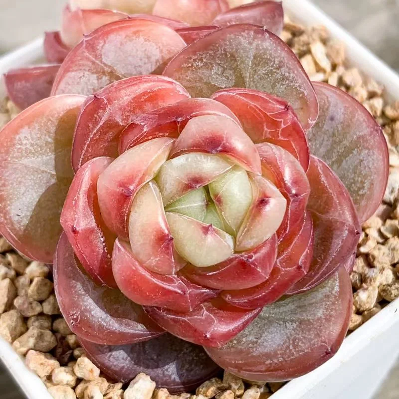 plant Aeonium Echeveria Haworthia  Caudex  Lithops Cactus  Agave 