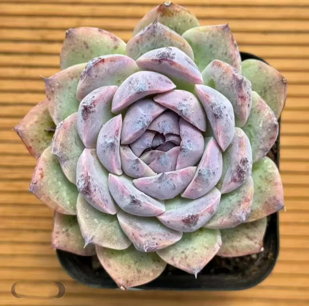 plant Aeonium Echeveria Haworthia  Caudex  Lithops Cactus  Agave 