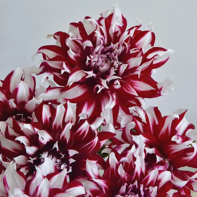 🌺Dahlia seeds - Element x