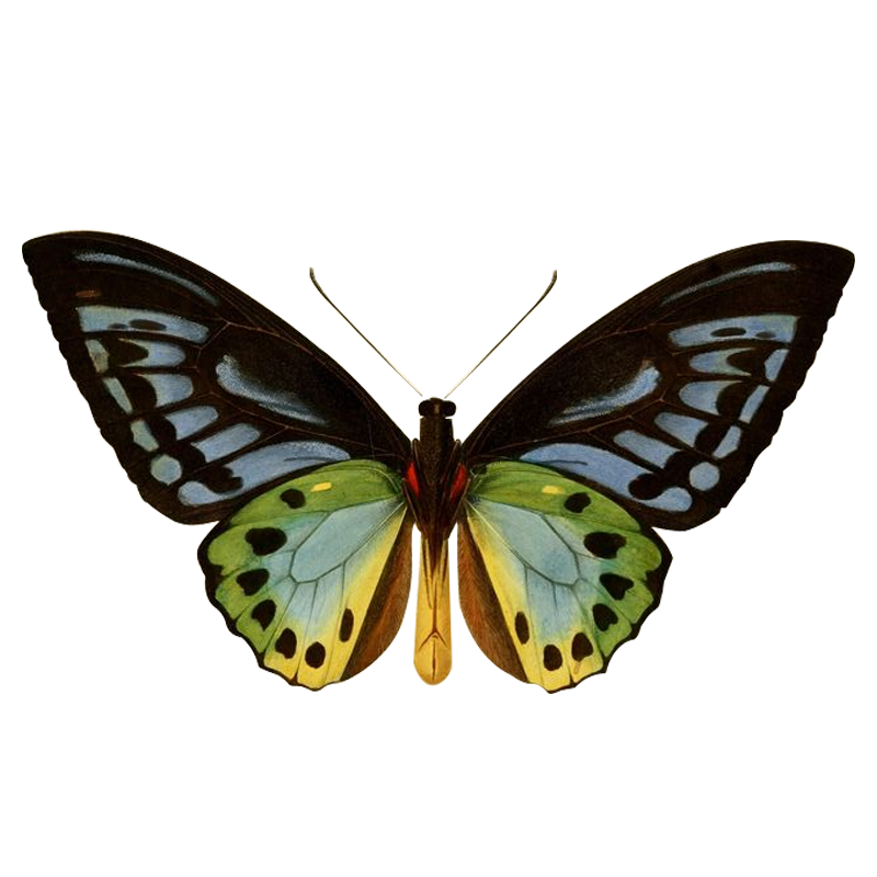 Jeffpuzzle™-JEFFPUZZLE™ Mysterious butterfly Jigsaw Puzzle