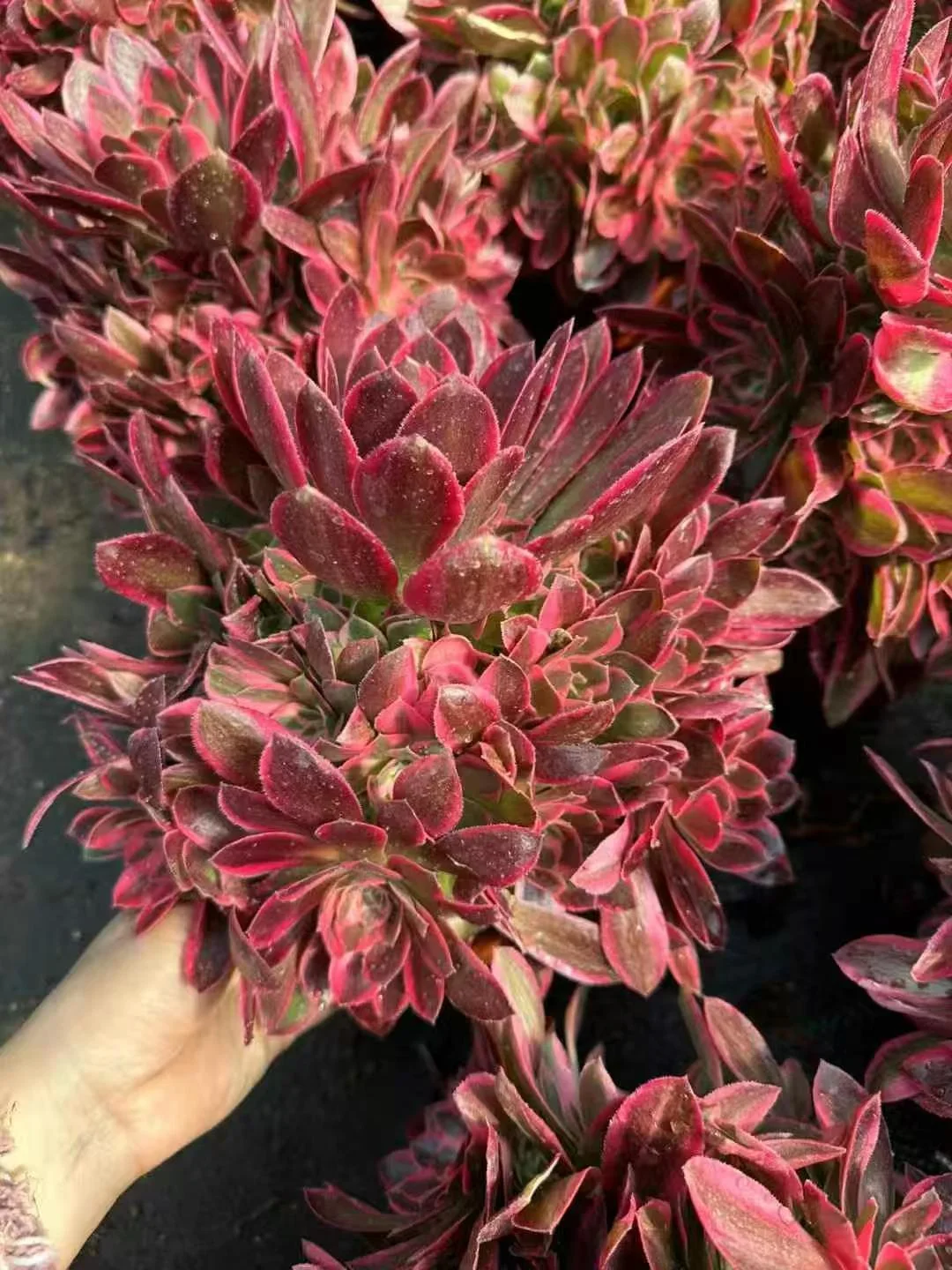 plant Aeonium Echeveria Haworthia  Caudex  Lithops Cactus  Agave 