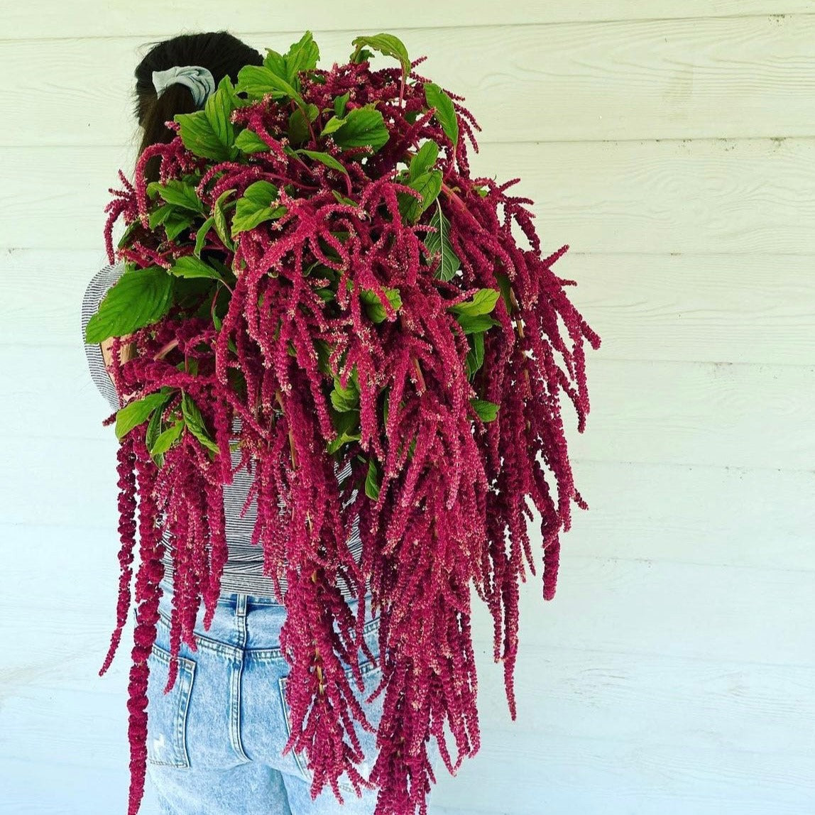 Amaranthus Love Lies Bleeding Red Flower | X 100 seeds