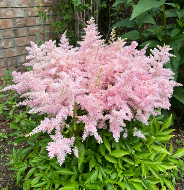 🌺Astilbe &mdash; Clear Love