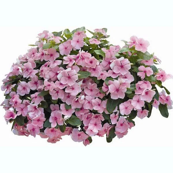 Pink Vinca Periwinkle Seeds