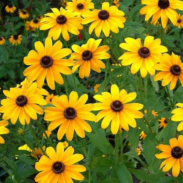 50 pcs Sunflower Miniature - Desi Flower Seeds