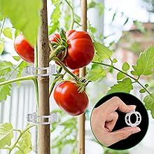 tomato plant support