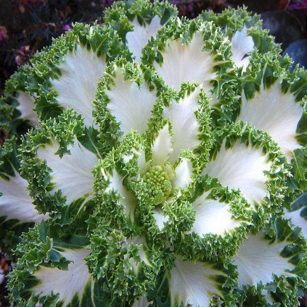 White-Green Collard Vegetable Seeds