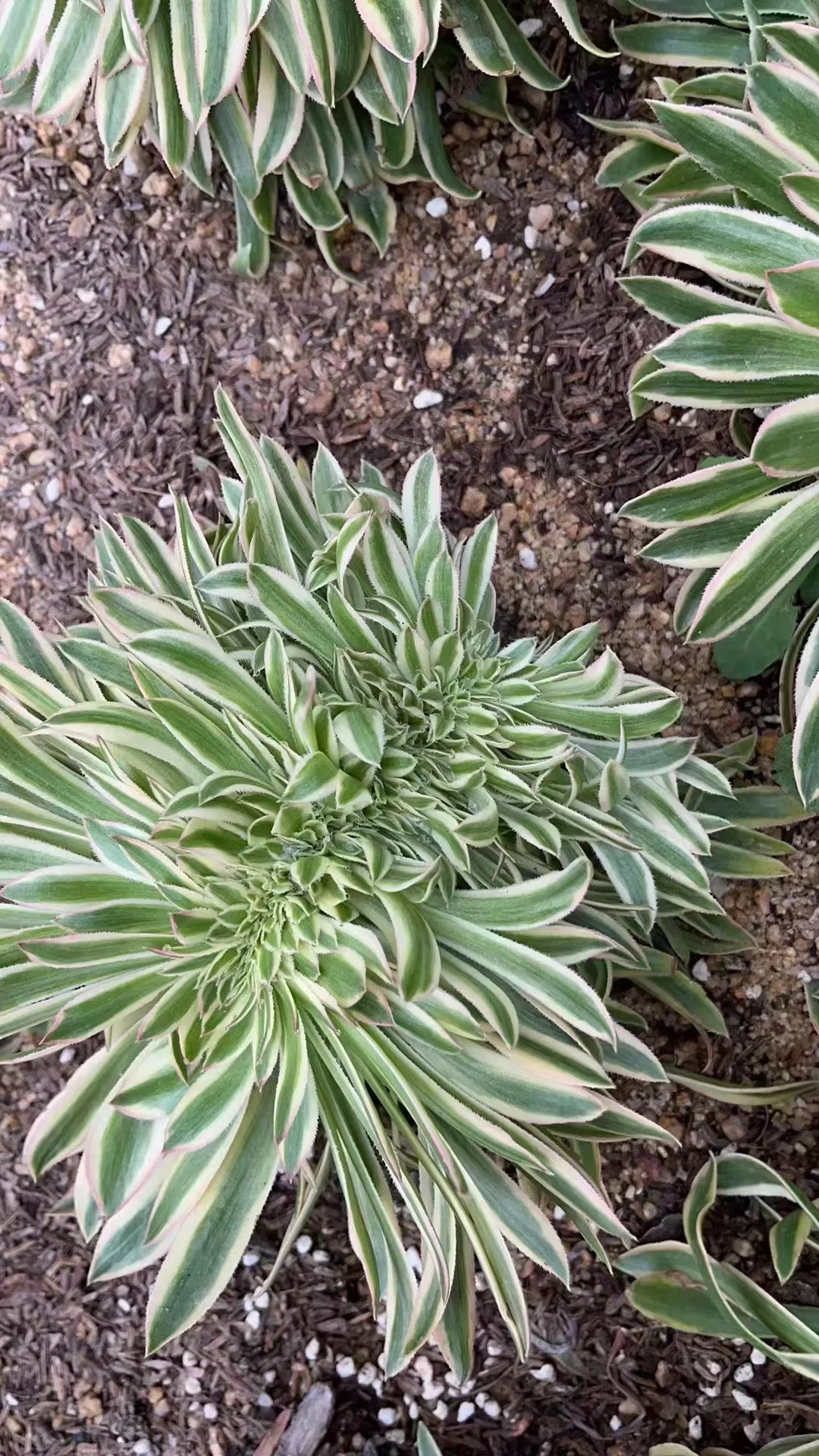 plant Aeonium Echeveria Haworthia  Caudex  Lithops Cactus  Agave 