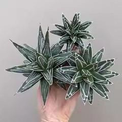 zwyw35.Agave victoriae-reginae 7-8cm/Agave plants / Succulent plants / Garden landscape / Carefully select healthy plants