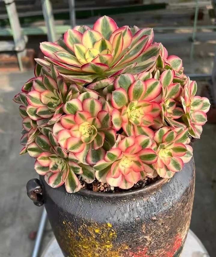 plant Aeonium Echeveria Haworthia  Caudex  Lithops Cactus  Agave 