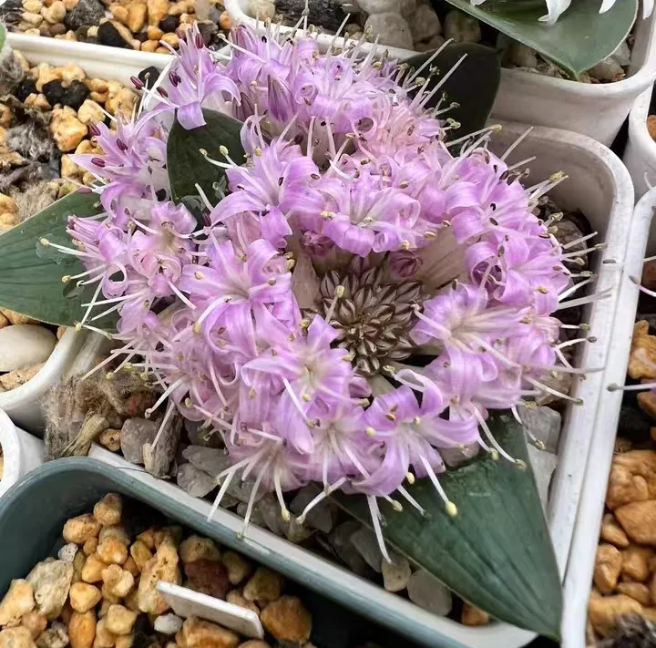 plant Aeonium Echeveria Haworthia  Caudex  Lithops Cactus  Agave 