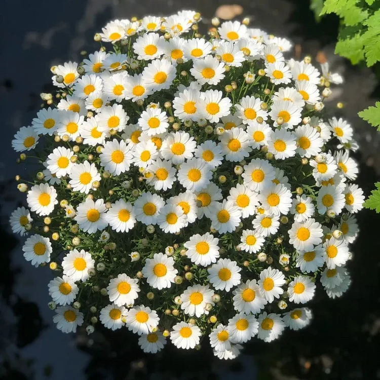 🔥Last Day Sale - 60% OFF🌼 Marguerite daisy⚡Buy 2 Get 2 Free&Free Shipping