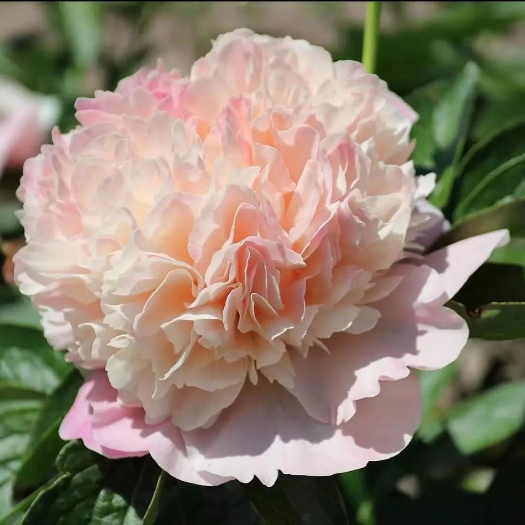 Colorful Peony Flower-Over 7 Colors