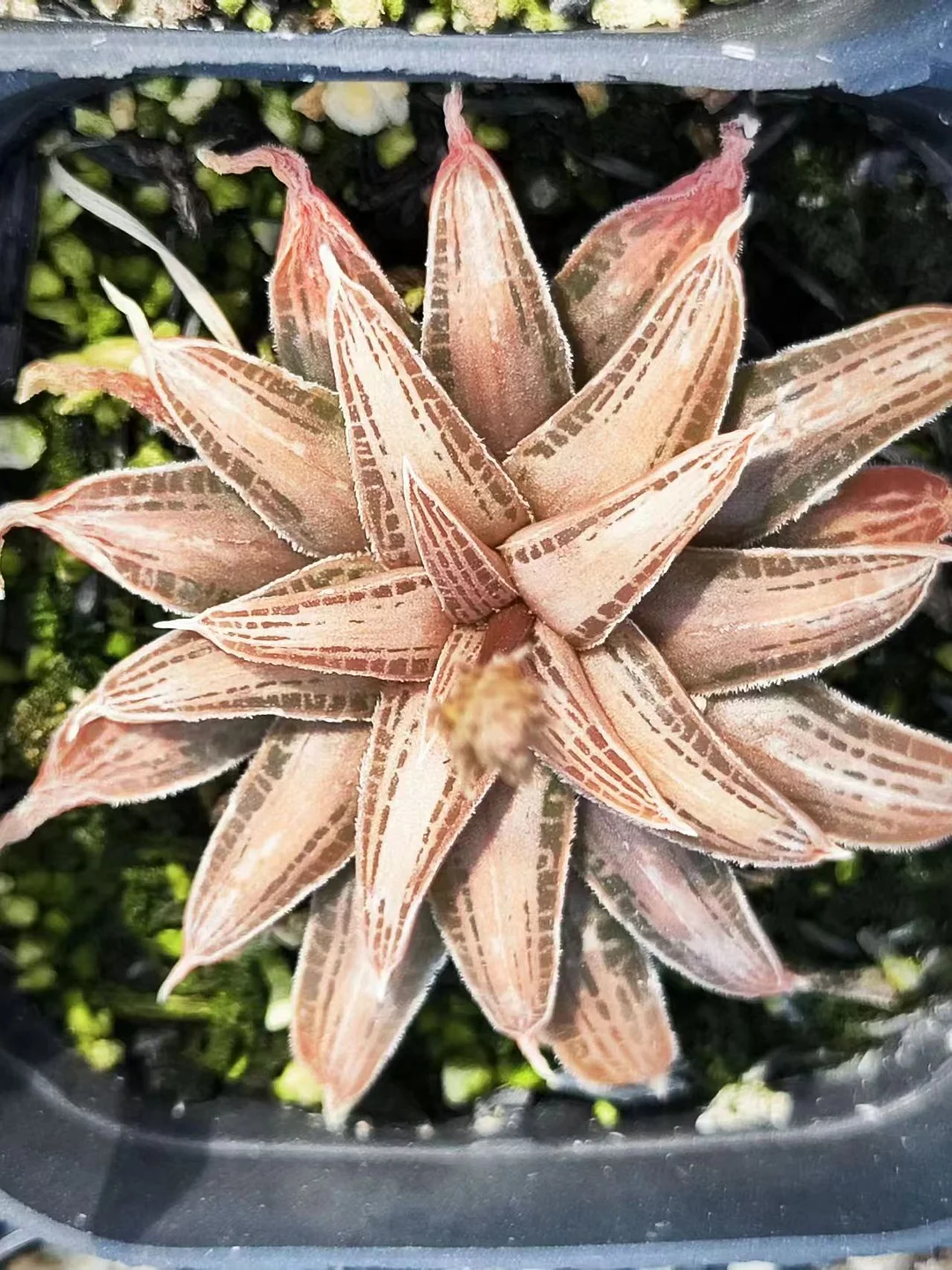 816. Bulbine haworthioides  / Caudex  / Succulent plants / Garden landscape / Carefully select healthy plants