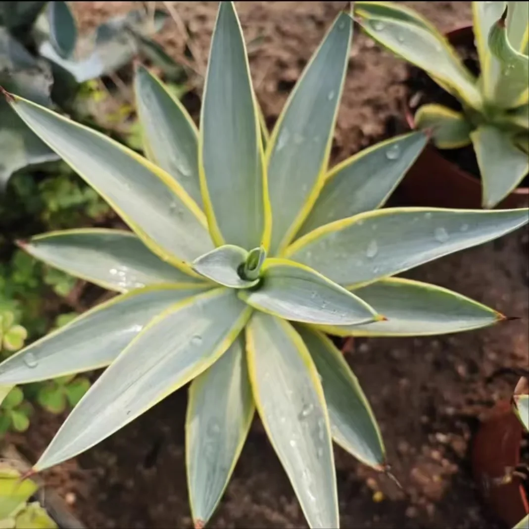 plant Aeonium Echeveria Haworthia  Caudex  Lithops Cactus  Agave 