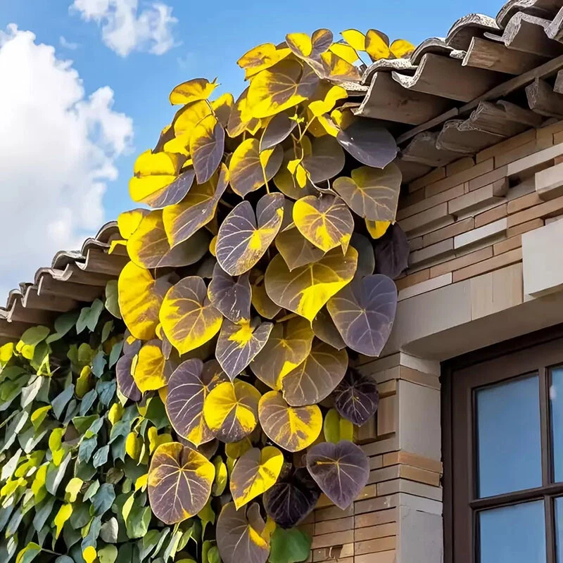 🌱Exotic Rare Leaf Seeds🏡Transform Your Garden into a Masterpiece