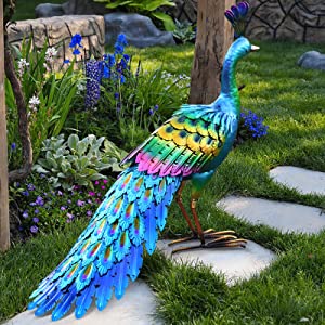 garden peacock