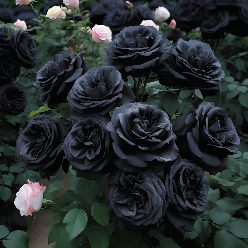 Black Rose of Ecuador - Black Knight