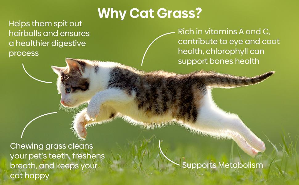 Grow Fresh Cat Grass Seeds at Home! Non-GMO Wheat & Oat Seeds Mix, USA-Grown, High Germination – Perfect for Indoor Cats
