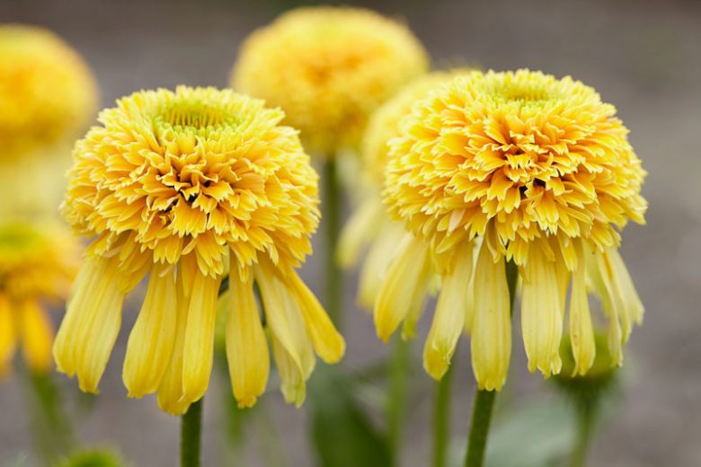 Echinacea purpurea Lemon Drop (Coneflower) Jonyparkseed®