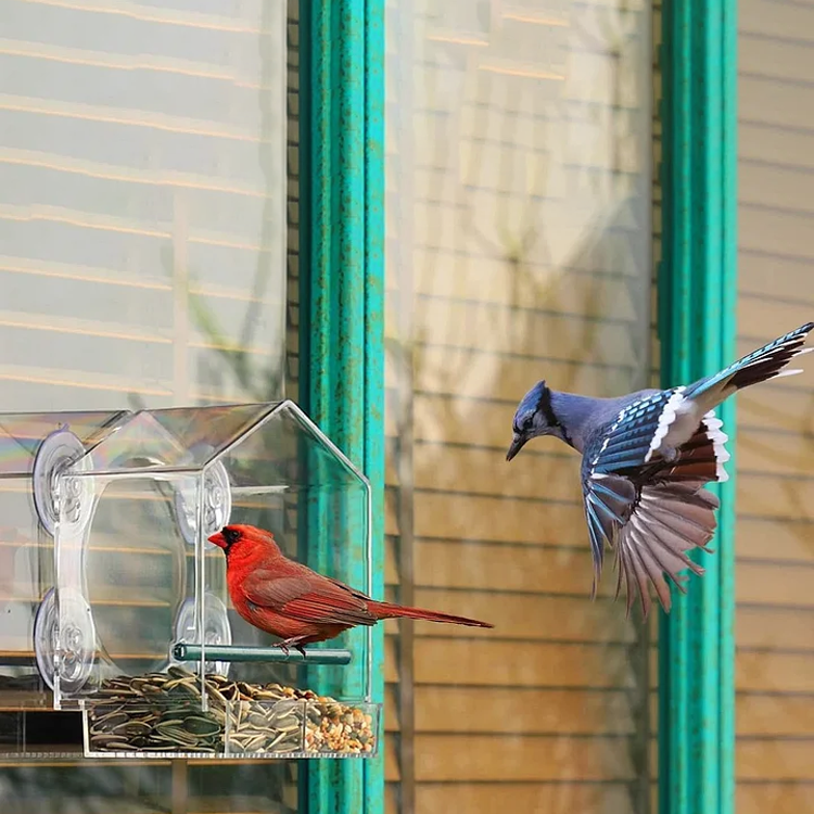 Window Bird Feeder for Outside