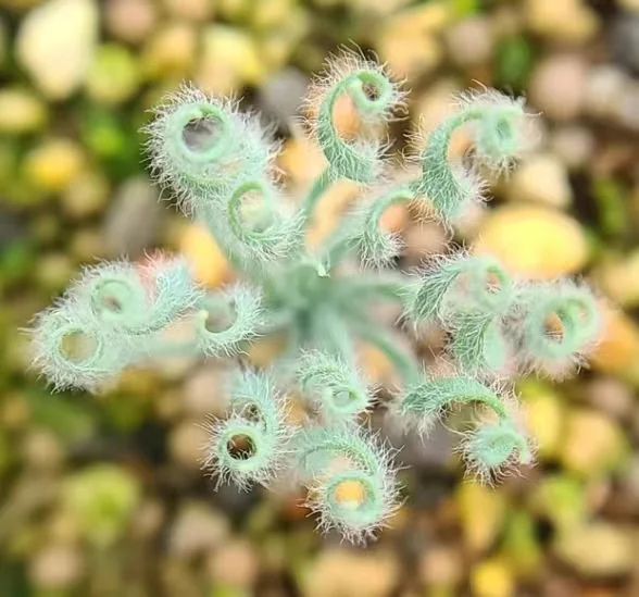 plant Aeonium Echeveria Haworthia  Caudex  Lithops Cactus  Agave 