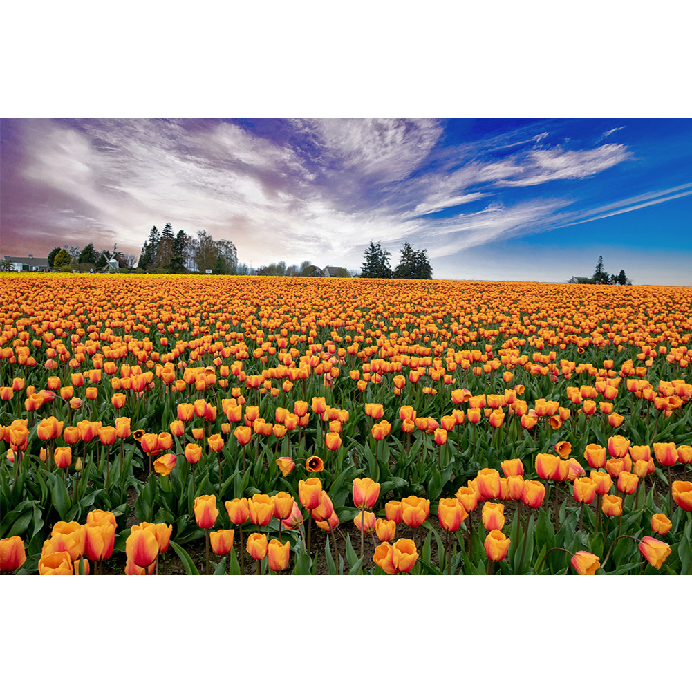 

40*30CM - Round Drill Diamond Painting - Tulip Flower Sea, 501 Original