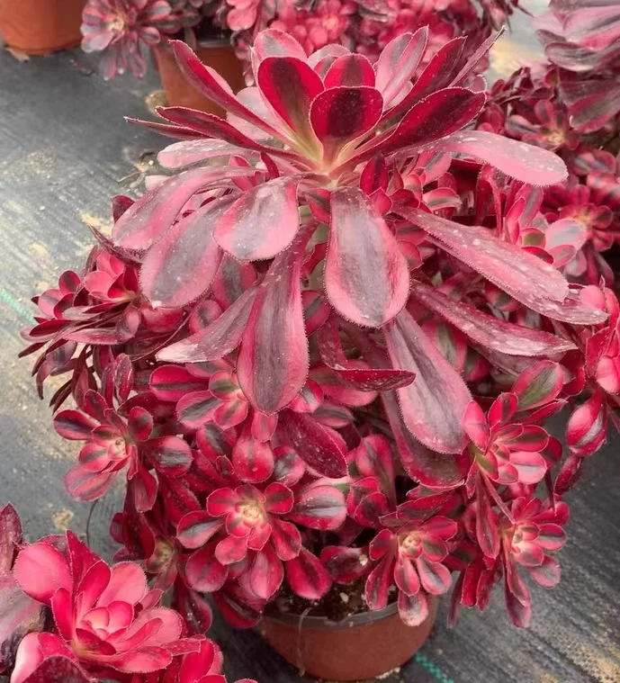 plant Aeonium Echeveria Haworthia  Caudex  Lithops Cactus  Agave 