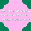 BV Factory Ladies Watch Top Quality Quartz Movement WSTA0042 Watch for Women/Girls