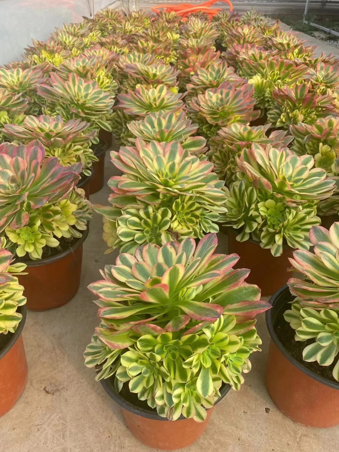 plant Aeonium Echeveria Haworthia  Caudex  Lithops Cactus  Agave 