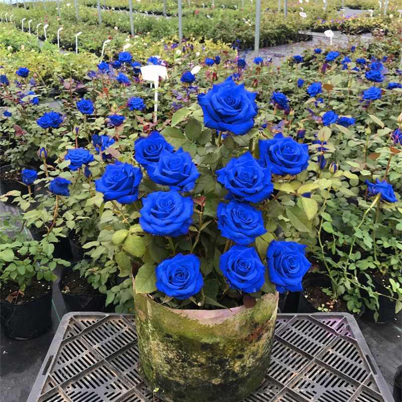 玫瑰花苗蓝色玫瑰花老桩老根四季妖月季花苗栽室内特大花-淘宝