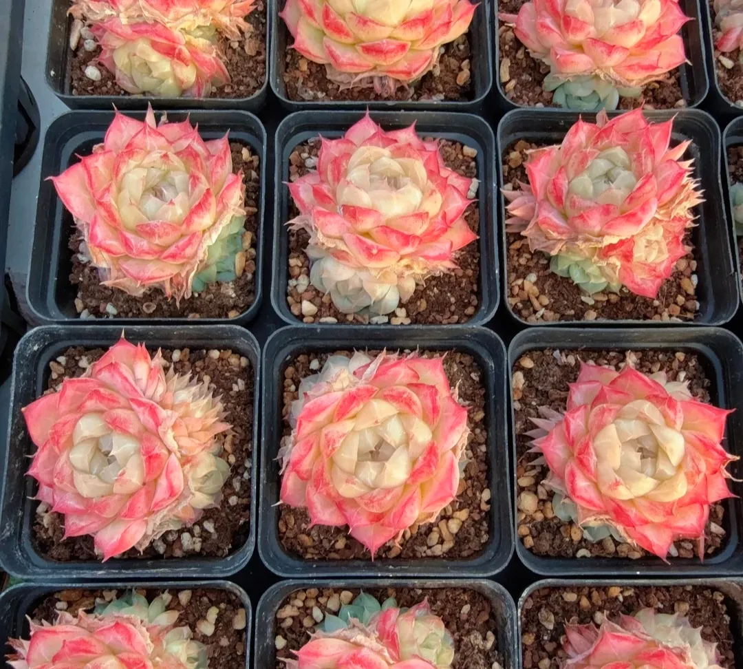plant Aeonium Echeveria Haworthia  Caudex  Lithops Cactus  Agave 