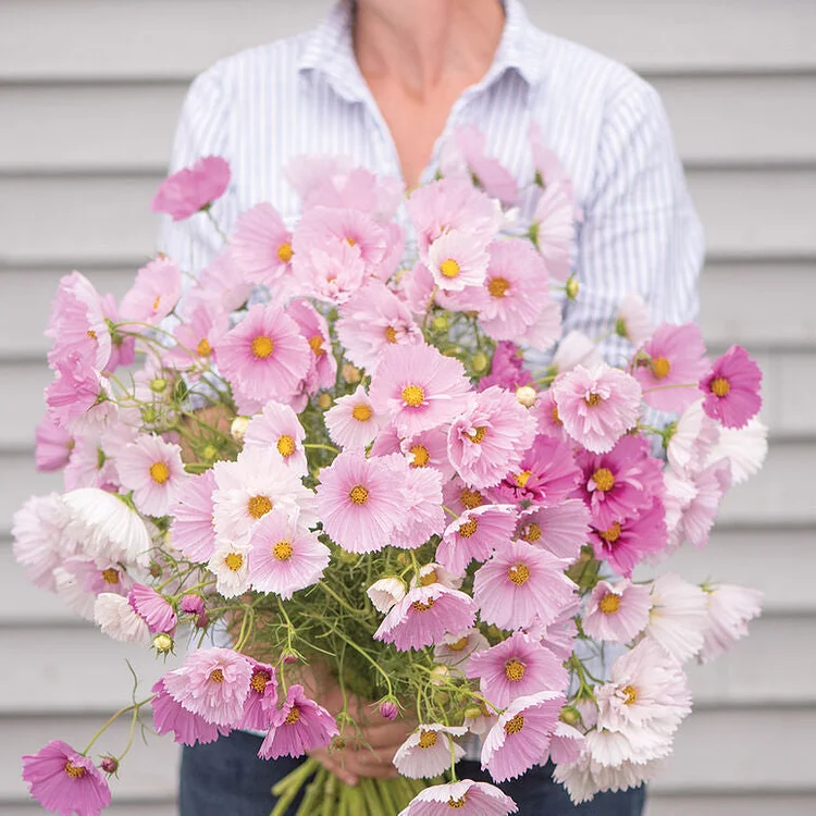 COSMOS CUPCAKE BLUSH FLOWER SEEDS