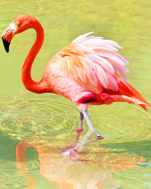 

Red Flamingo – Paint By Numbers - 40*50CM, 501 Original