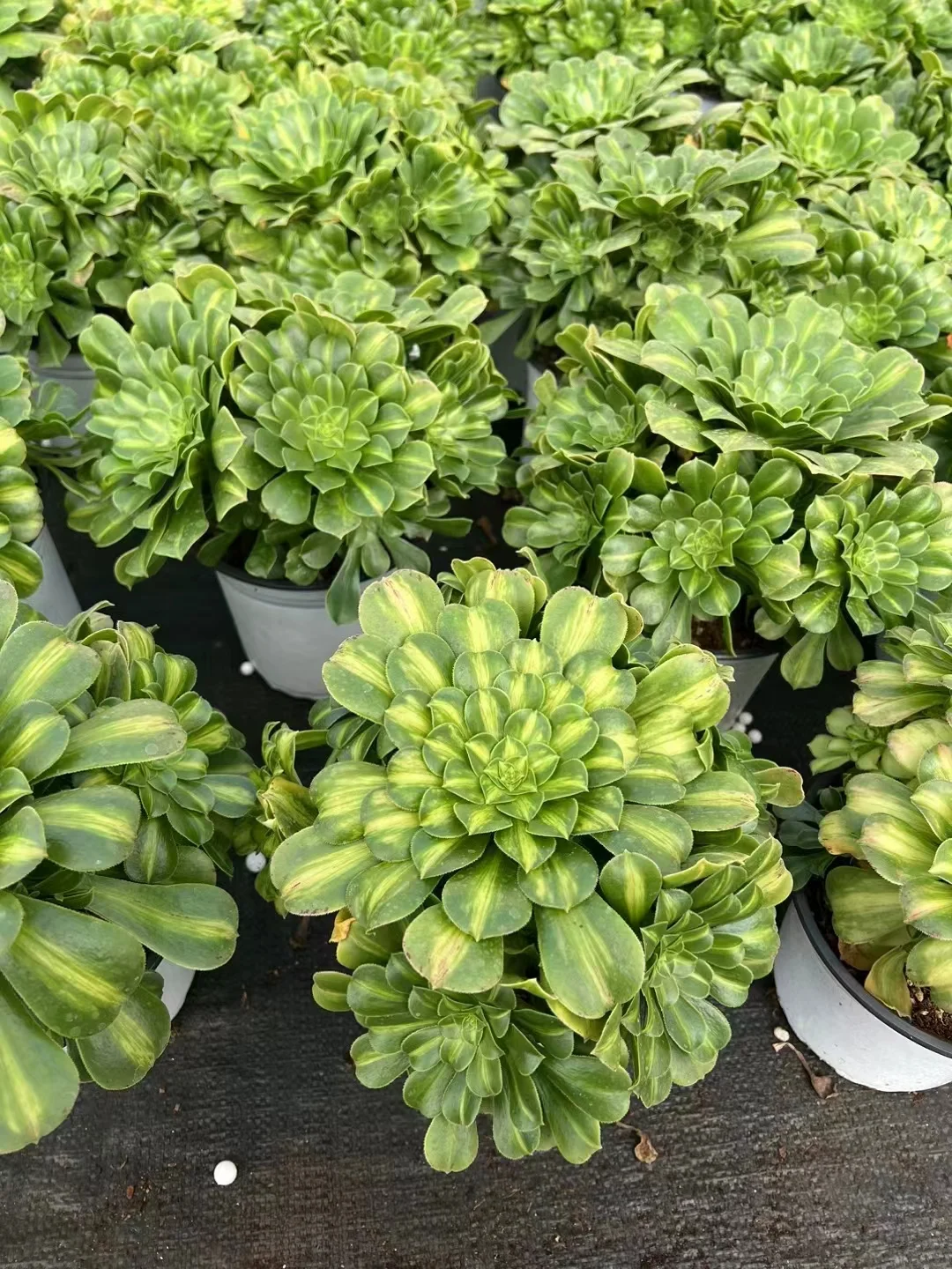 plant Aeonium Echeveria Haworthia  Caudex  Lithops Cactus  Agave 