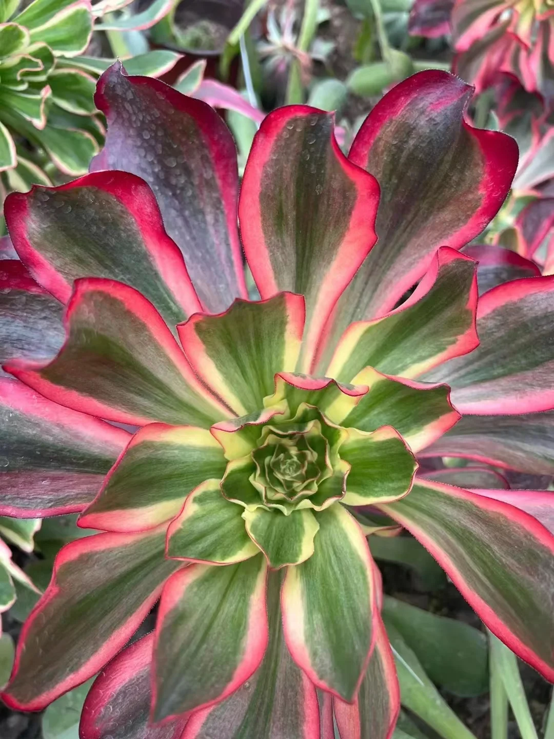 plant Aeonium Echeveria Haworthia  Caudex  Lithops Cactus  Agave 