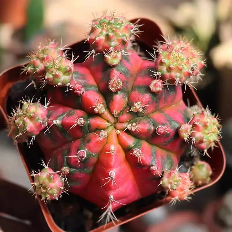 plant Aeonium Echeveria Haworthia  Caudex  Lithops Cactus  Agave 