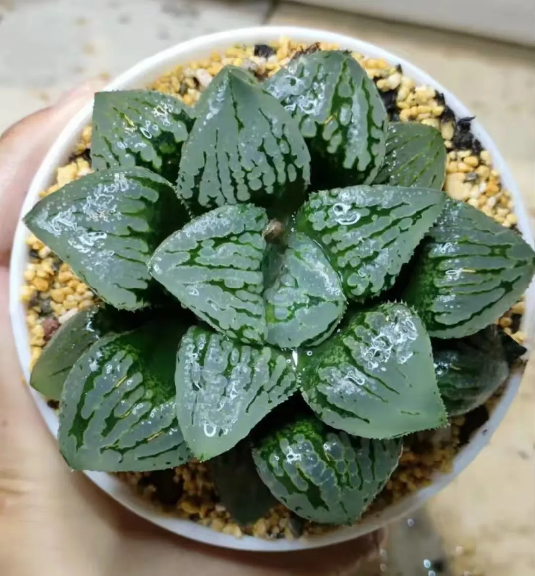 plant Aeonium Echeveria Haworthia  Caudex  Lithops Cactus  Agave 