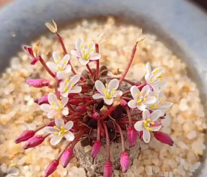 アナカンプセロス属　コンプトニーAnacampseros comptonii 955. Anacampseros comptonii 0.5-1cm/Caudex/ Succulent plants