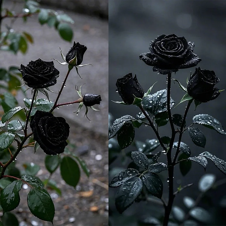 Mysterious Black Rose Seeds