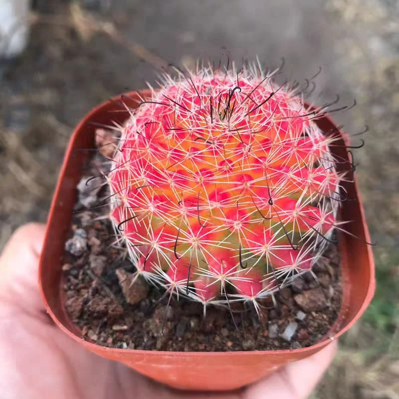 plant Aeonium Echeveria Haworthia  Caudex  Lithops Cactus  Agave 