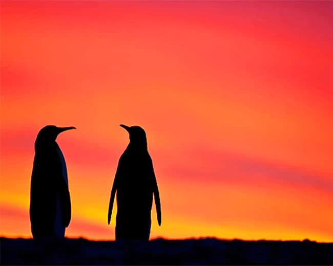 

Penguins Silhouette – Paint By Numbers - 40*50CM, 501 Original