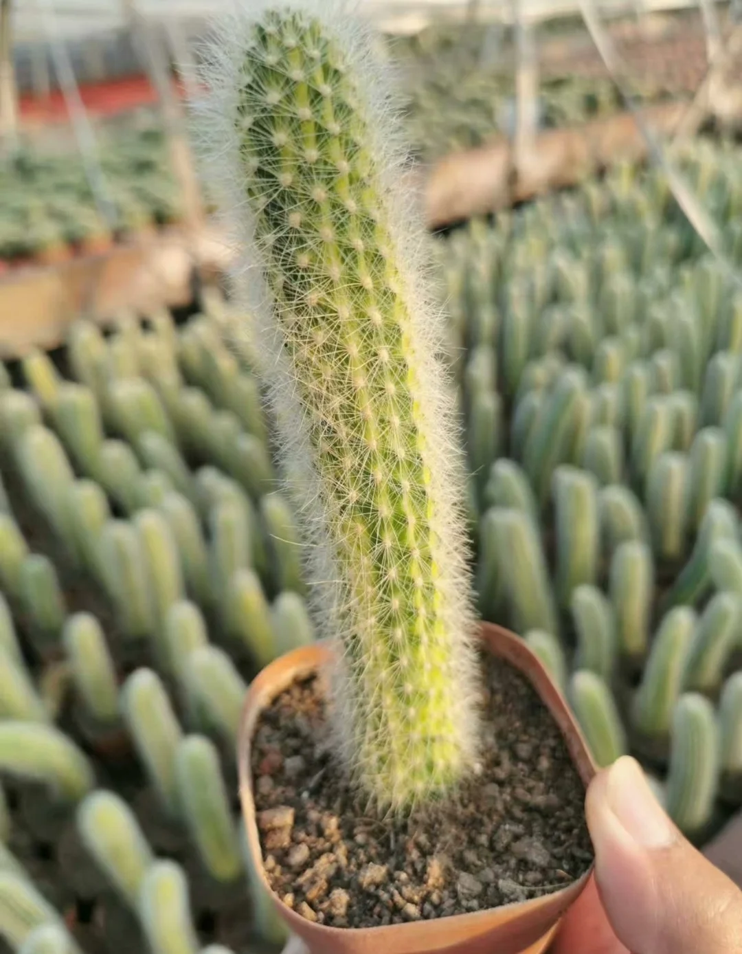 plant Aeonium Echeveria Haworthia  Caudex  Lithops Cactus  Agave 