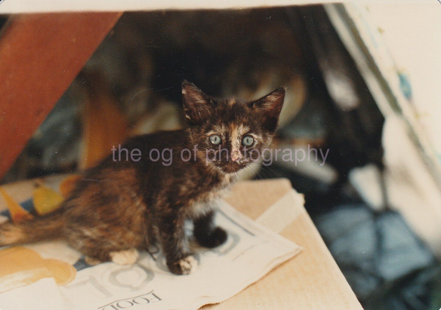 Portrait Of A Kitten FOUND Photo Poster painting ColorOriginal Snapshot CAT 811 7