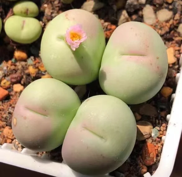 plant Aeonium Echeveria Haworthia  Caudex  Lithops Cactus  Agave 