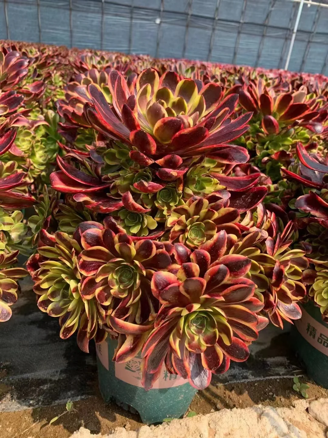 51. Super bang cluster 15 heads / Aeonium cluster/ Succulent plants / Garden landscape / Carefully select healthy plants
