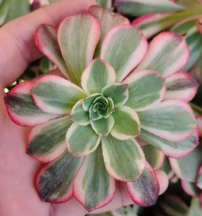 plant Aeonium Echeveria Haworthia  Caudex  Lithops Cactus  Agave 