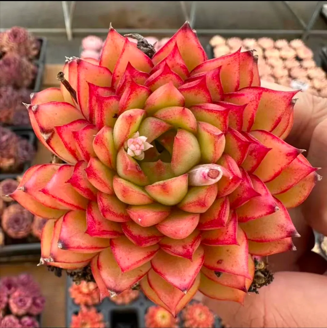 plant Aeonium Echeveria Haworthia  Caudex  Lithops Cactus  Agave 