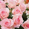 Real Touch Moisture Diana Bud Rose Artificial Stem Flower