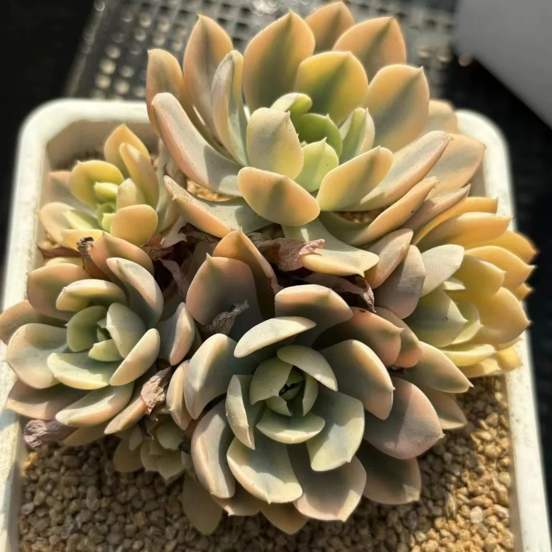 plant Aeonium Echeveria Haworthia  Caudex  Lithops Cactus  Agave 